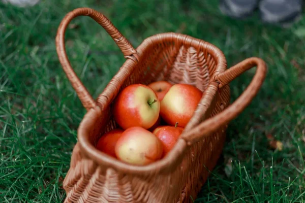 Яблочный спас отпразднуют в «Заповедных кварталах»