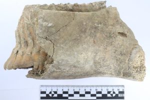 В центре Нижнего Новгорода нашли зуб мамонта