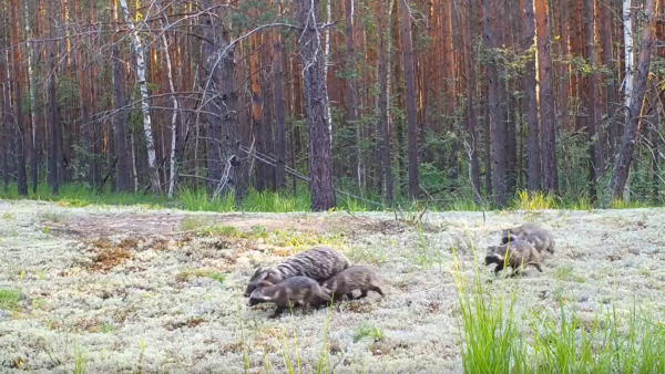 Прогулка семьи енотовидных собак попала на фотоловушку в Керженском заповеднике