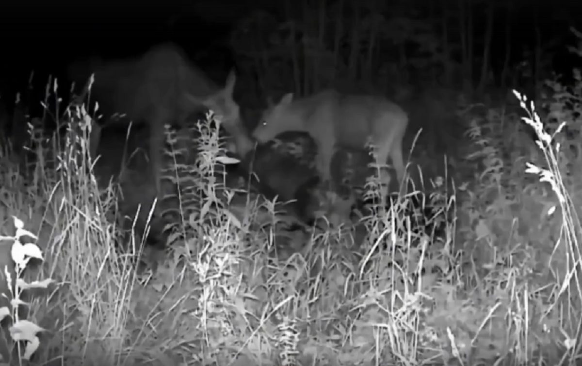 Лосей у солонцов запечатлела фотоловушка в Тоншаевском лесу