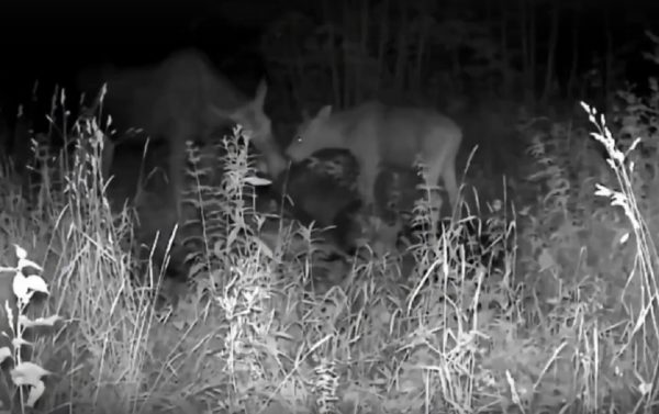 Лосей у солонцов запечатлела фотоловушка в Тоншаевском лесу