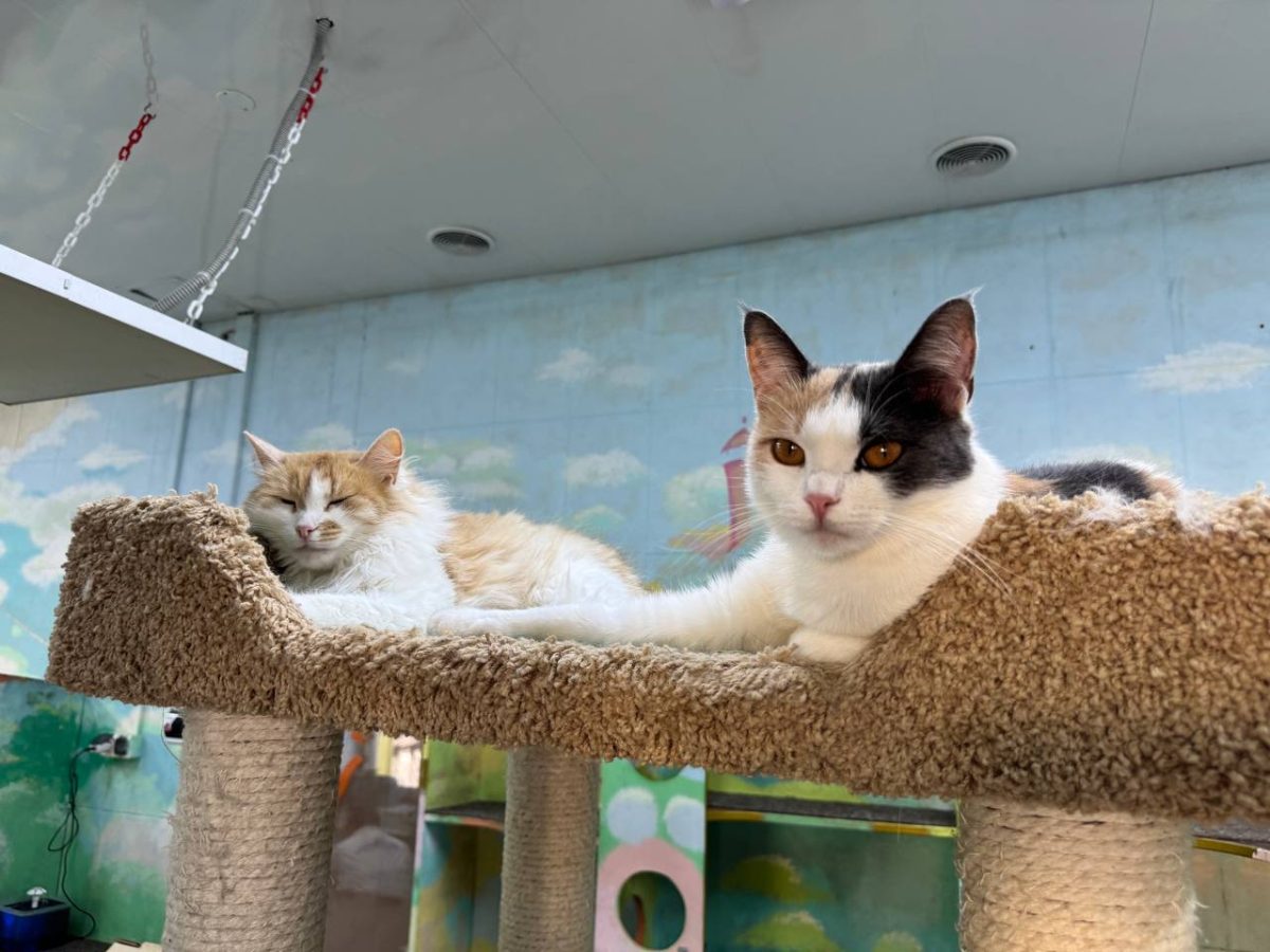 Полторы тонны помощи было передано в приюты для животных Нижегородской области