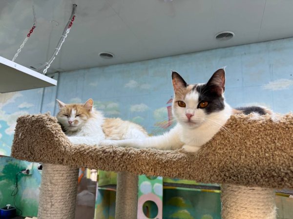 Полторы тонны помощи было передано в приюты для животных Нижегородской области