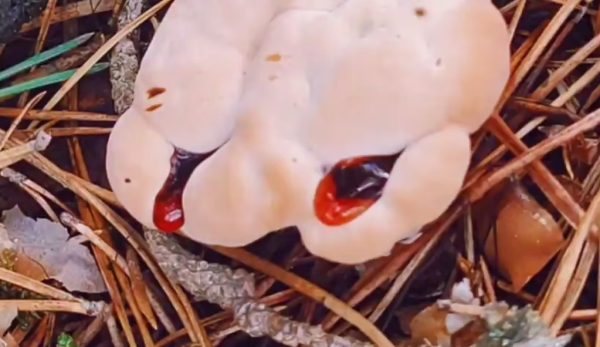 Нижегородцы вновь нашли «кровоточащий» гриб в&nbsp;лесу