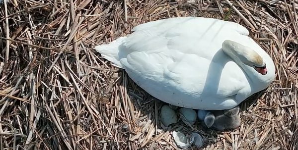 Шесть пар лебедей-шипунов вывели потомство в Артемовских лугах
