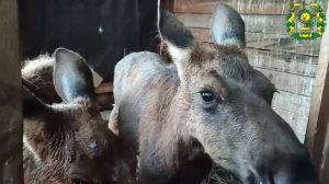 Опубликованы кадры с лосятами, которых спасли весной в Нижегородской области