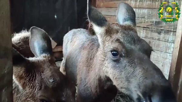 Опубликованы кадры с лосятами, которых спасли весной в Нижегородской области