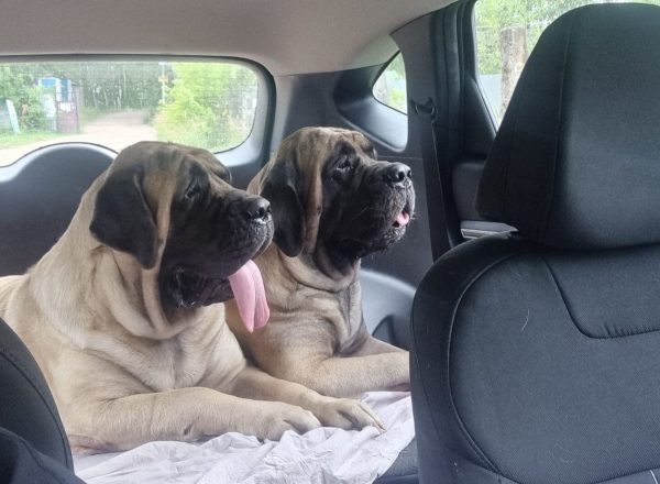 Нижегородцы стали чаще брать в отпуск домашних животных