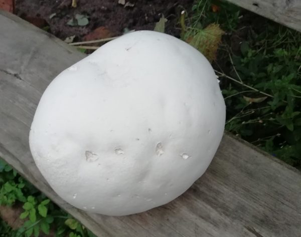 Гриб весом 1,3 кг обнаружили нижегородцы в лесу