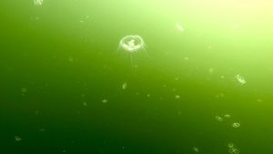 Блогер сфотографировал пресноводных медуз в нижегородском водоеме