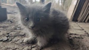 пресс-служба Заксобрания Нижегородской области