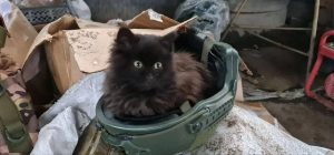 пресс-служба Заксобрания Нижегородской области