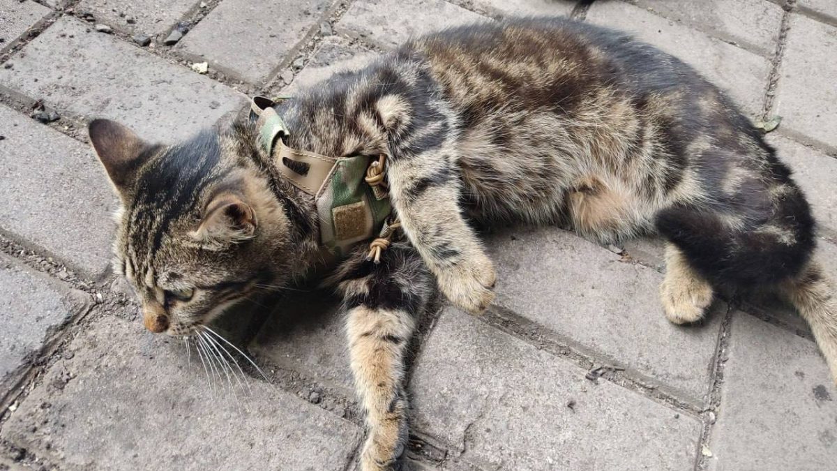 пресс-служба Заксобрания Нижегородской области