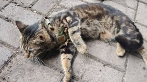 пресс-служба Заксобрания Нижегородской области