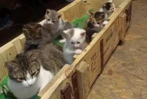 Олег Андерсон показал СВОшных котиков