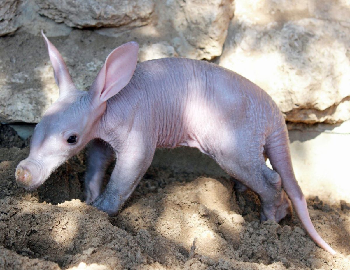 Нижегородцы смогут выбрать имя для трубкозуба из «Лимпопо»