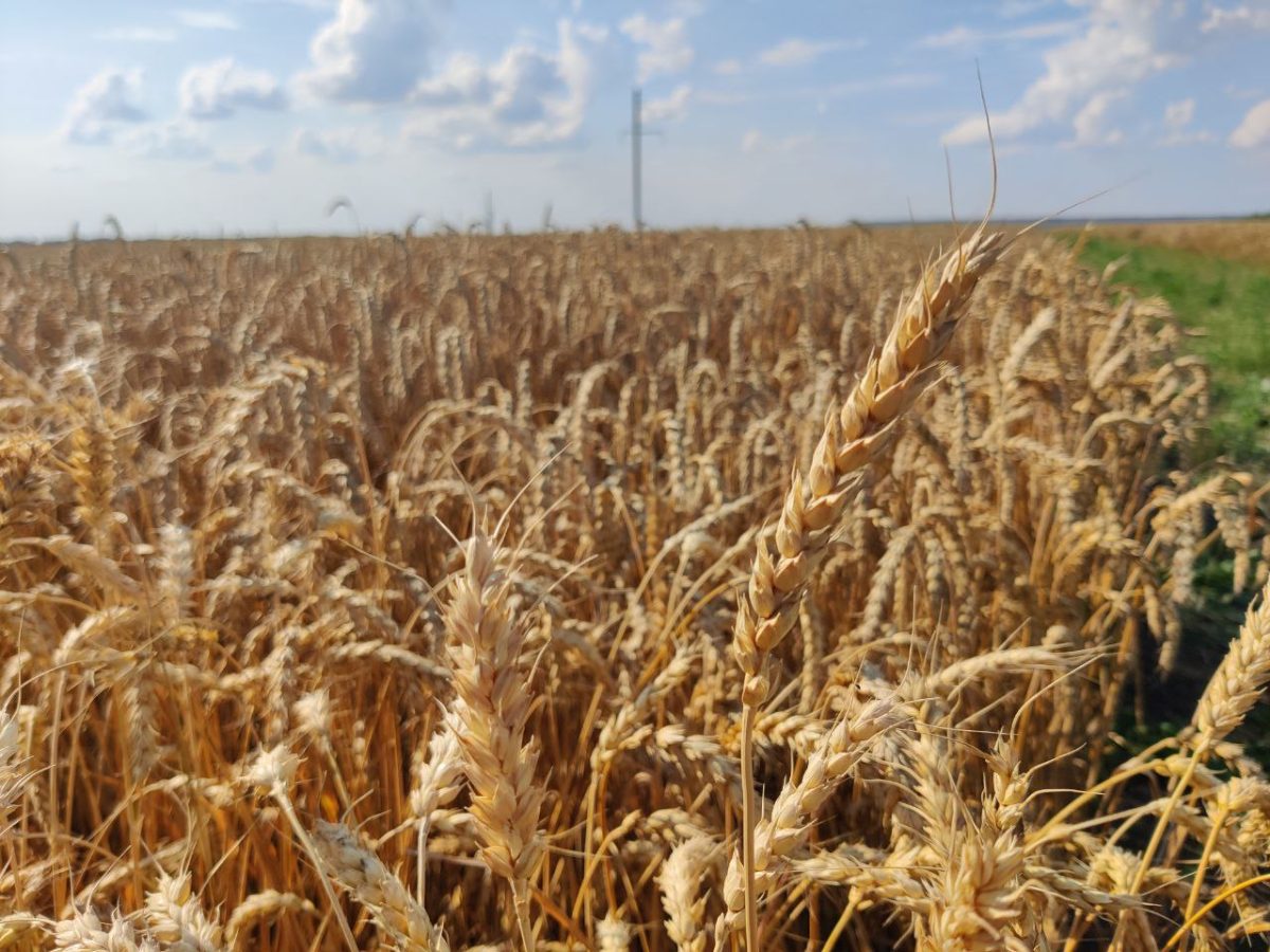 Более 1 млн тонн зерновых и зернобобовых культур намолотили нижегородские аграрии