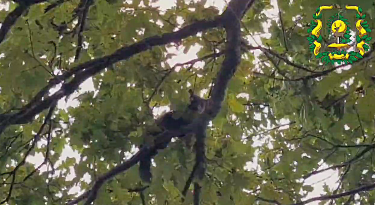 Охотинспекторы заметили куницу в одном из Воротынских лесов