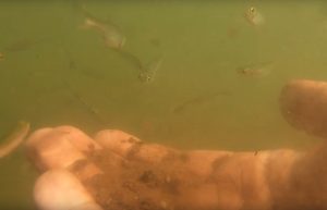 Нижегородский дайвер показал, как кормит рыбок под&nbsp;водой