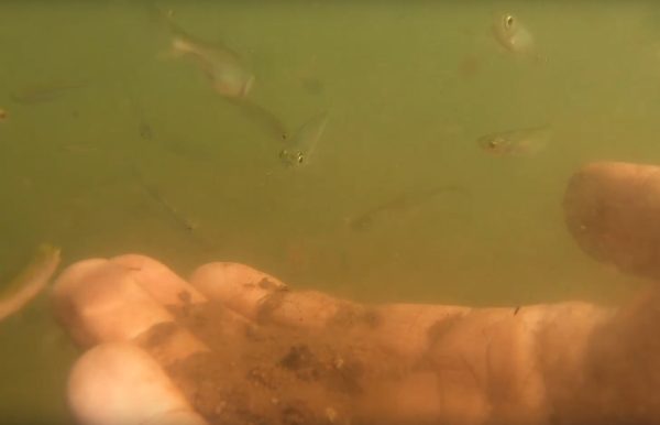 Нижегородский дайвер показал, как кормит рыбок под&nbsp;водой