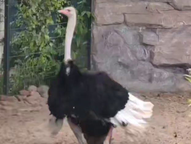 Африканский страус исполнил грациозный танец в нижегородском зоопарке «Лимпопо»