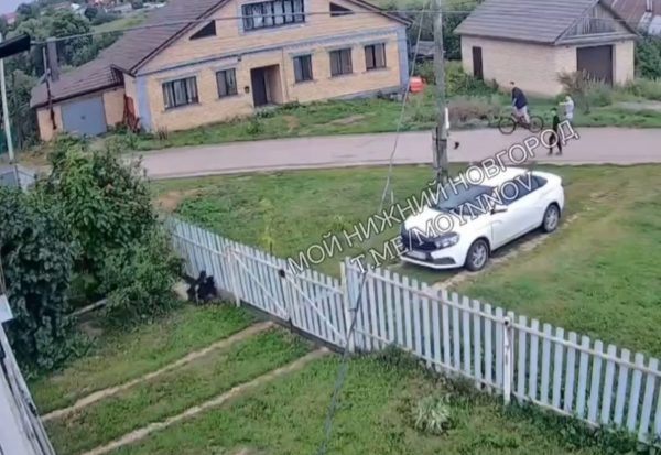 Подростки стреляют по собакам в Лукоянове