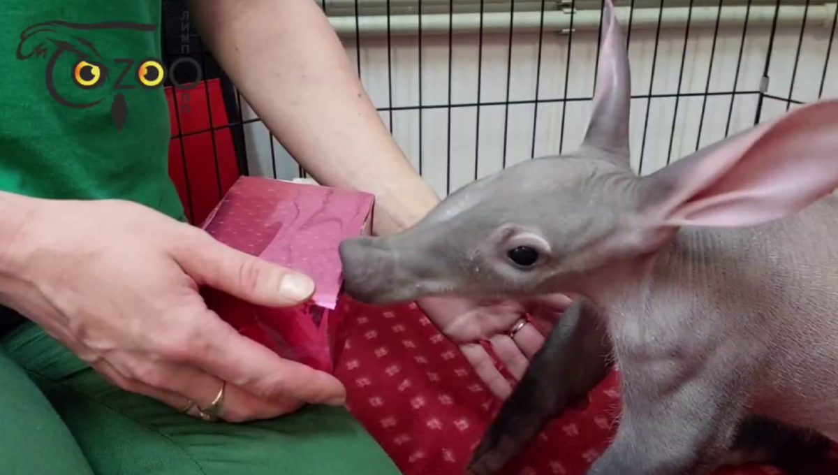 Стал известен пол трубкозуба в нижегородском зоопарке «Лимпопо»