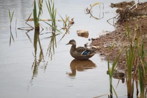 На Бору незаконно присвоили часть береговой полосы