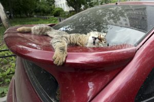 Уличные дома для бездомных кошек появятся в Нижнем Новгороде