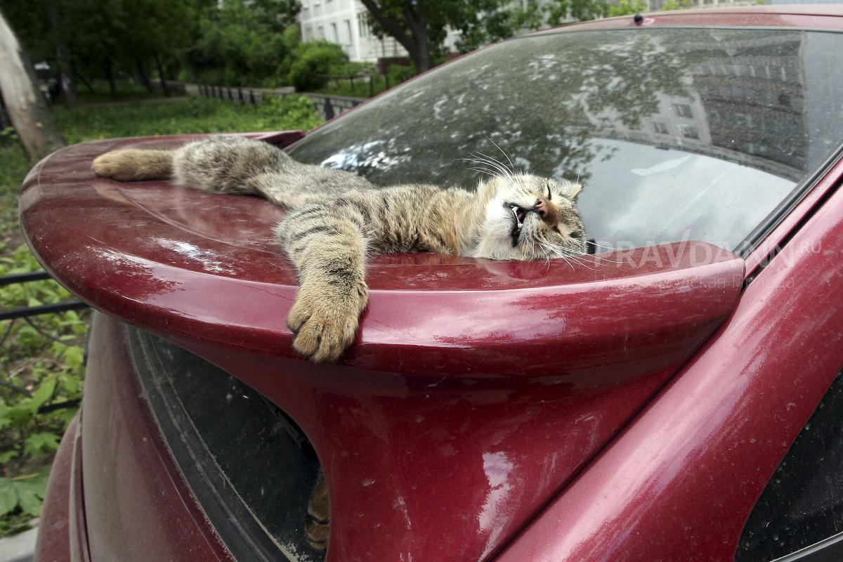 Уличные дома для бездомных кошек появятся в Нижнем Новгороде