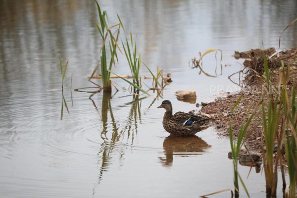 Нижегородский эколог Гаврилко назвал признаки озера, в котором нельзя купаться