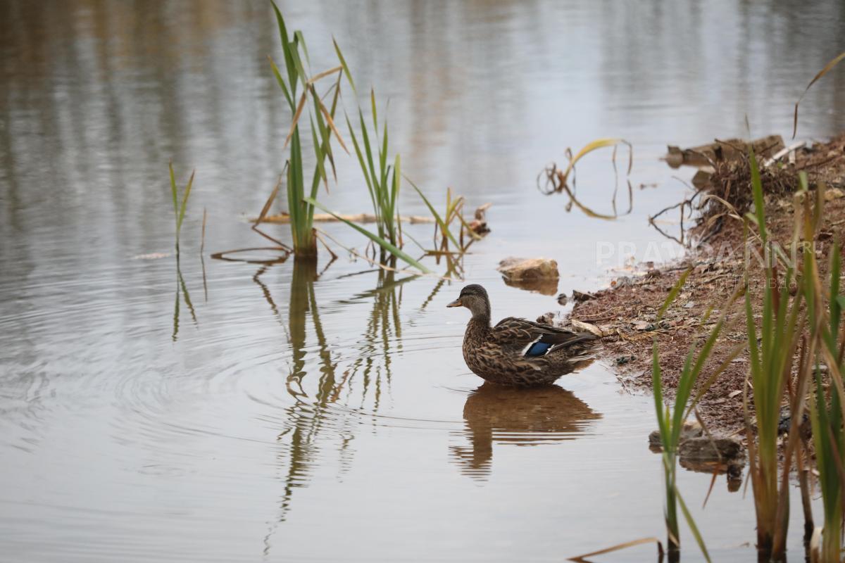 Нижегородский эколог Гаврилко назвал признаки озера, в котором нельзя купаться