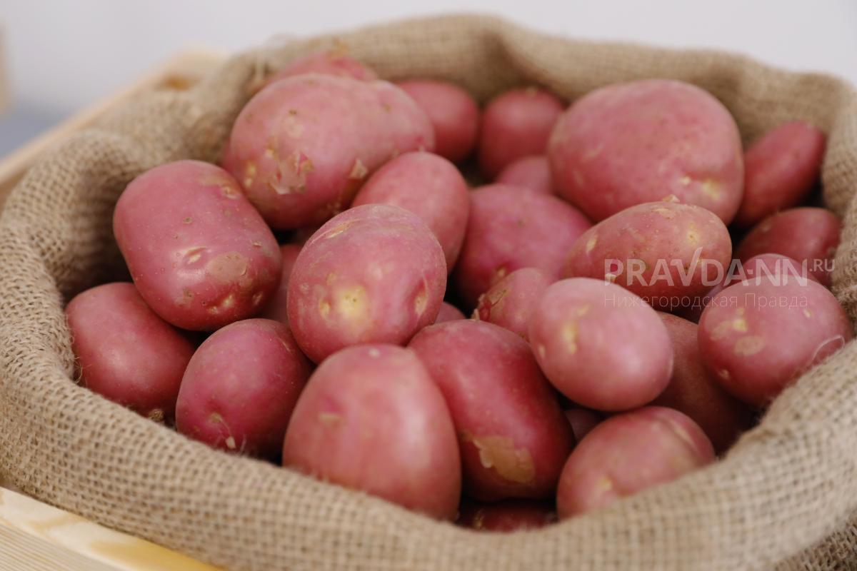 Завод по переработке картофеля планируют построить под Арзамасом