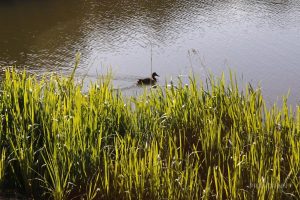 Жизнь воды: зачем нужны озера и что в них ищут ученые&nbsp;