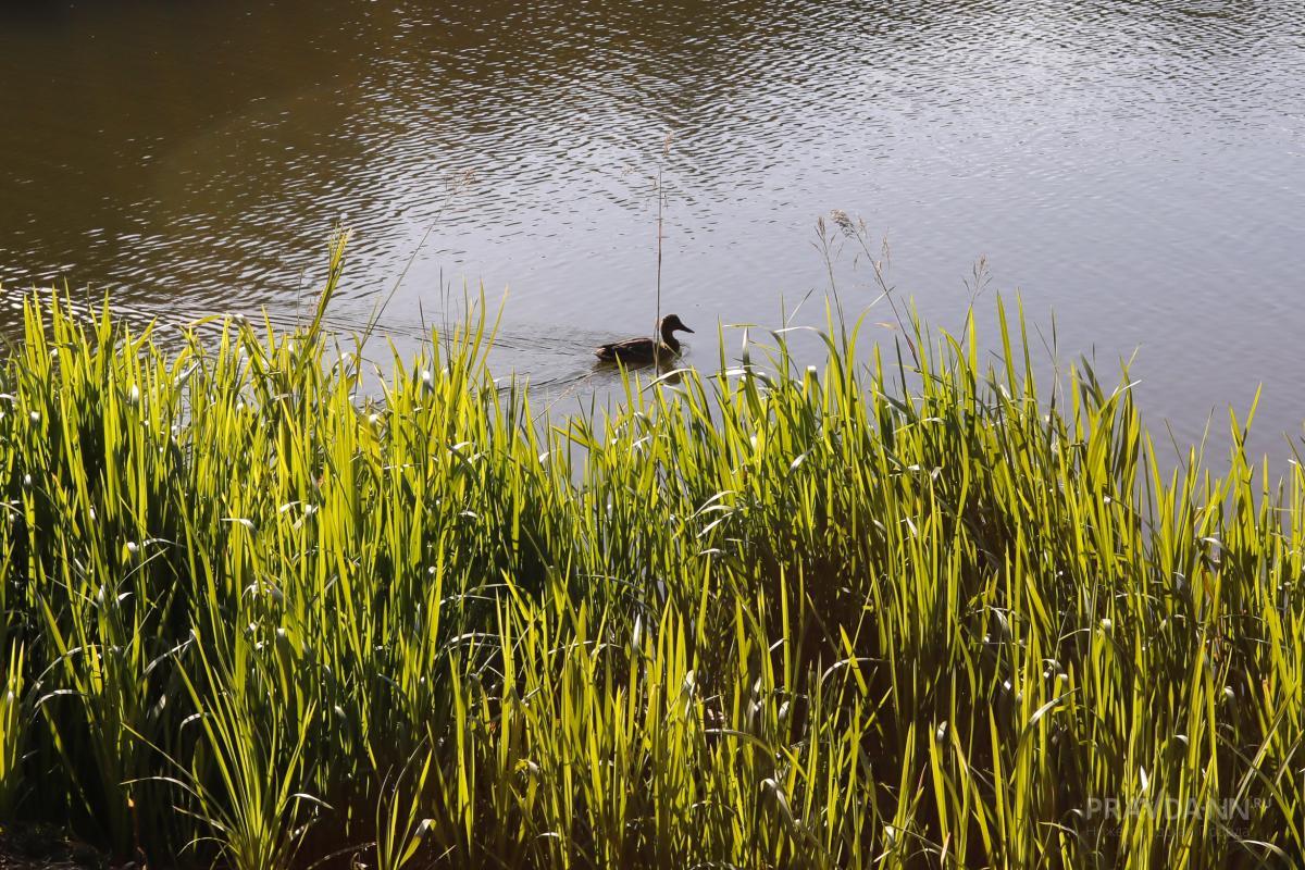 Нижегородские экологи рассказали, для чего исследуют озера