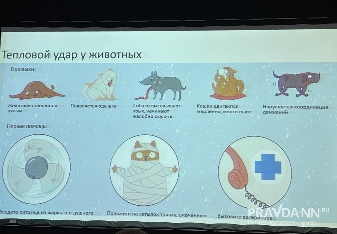 Признаками теплового удара у питомца являются вялое состояние, одышка, медленная ходьба, нарушение координации