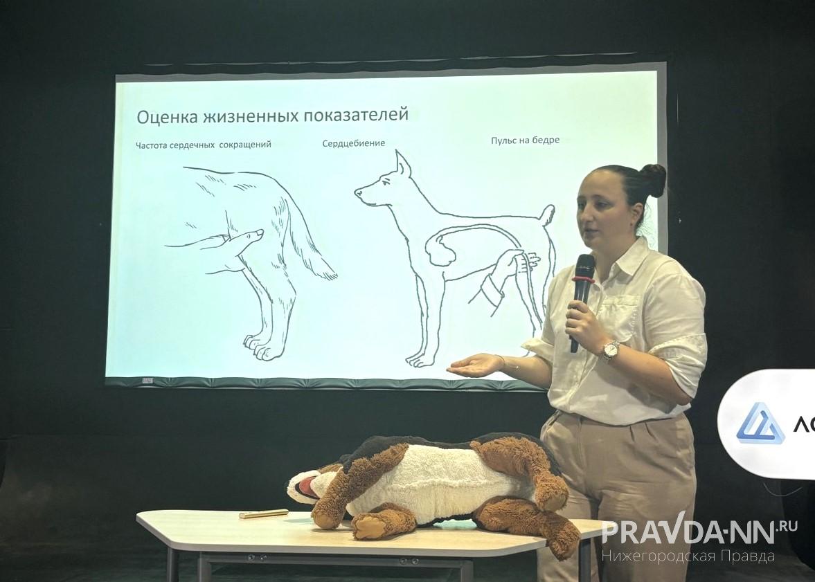 На схеме показано, как можно проверить пульс у собаки