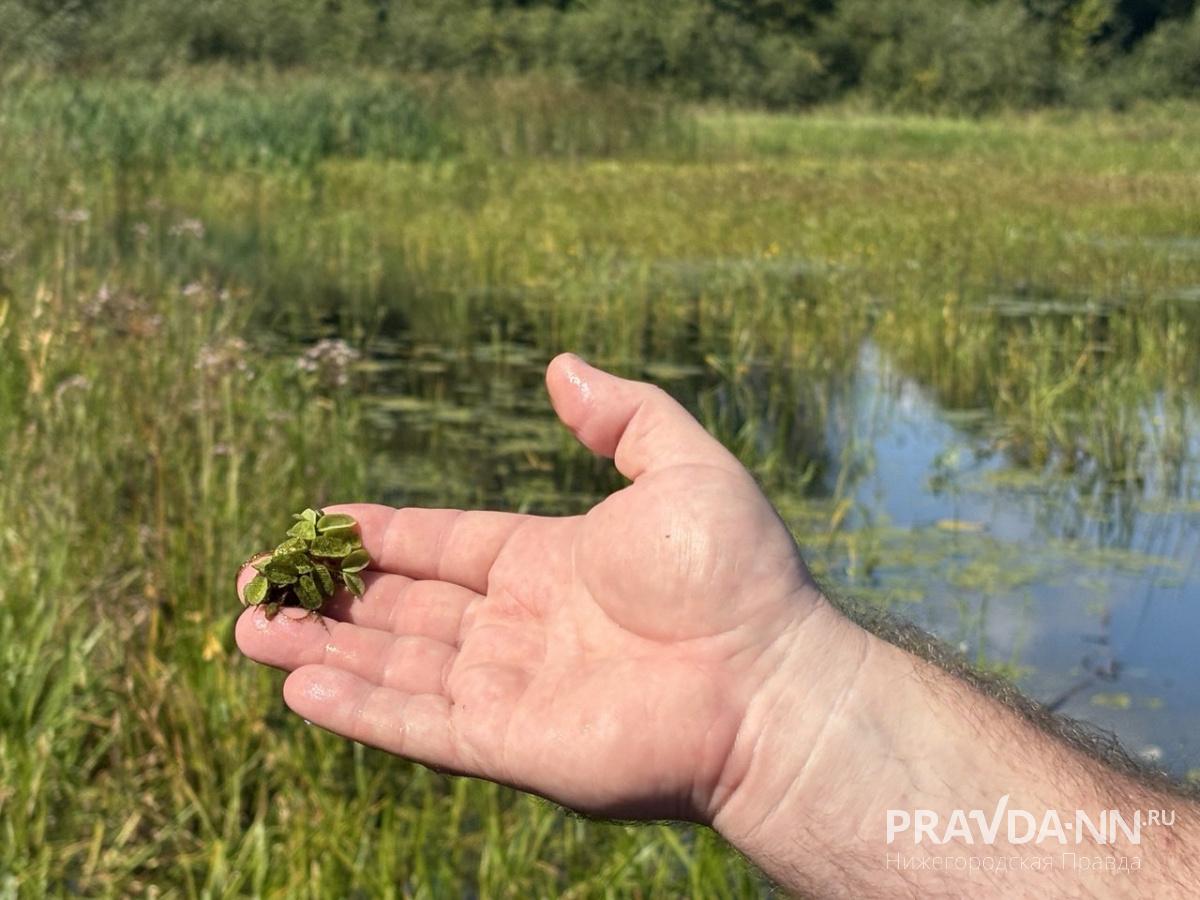 Это сальвиния плавающая