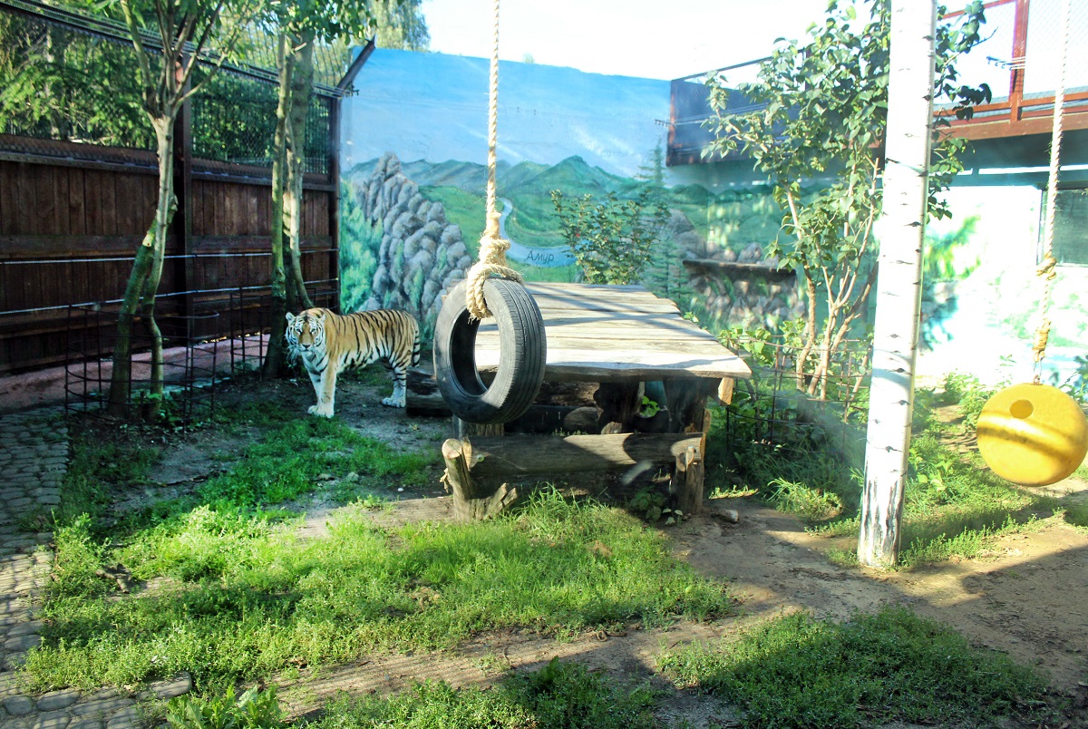 Амурский тигр Златогор переехал в отремонтированный вольер в зоопарке «Лимпопо»