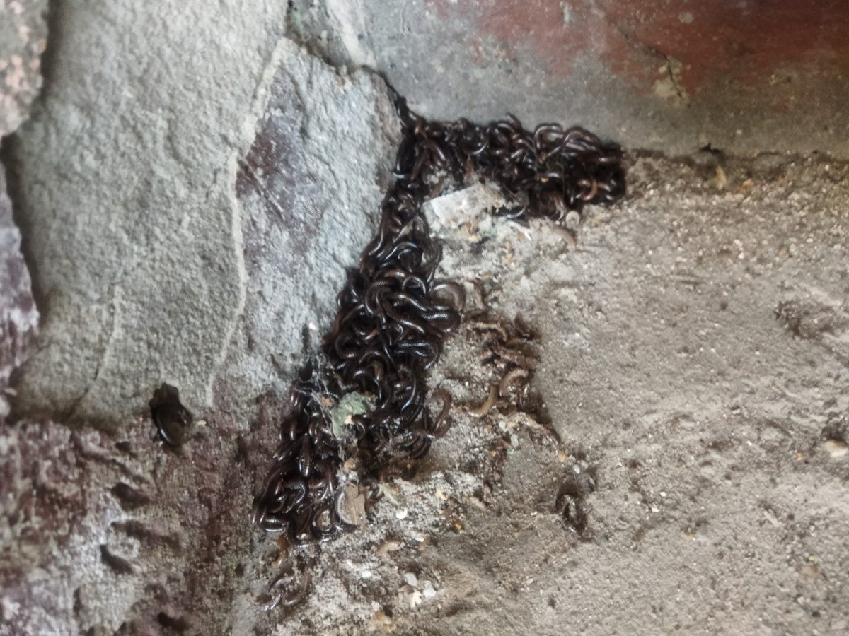 Нашествие многоножек обнаружили в девятиэтажном доме в Нижнем Новгороде