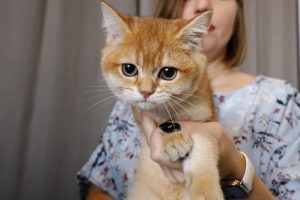 В России выпустили первую поливалентную вакцину для кошек от бешенства и вирусов