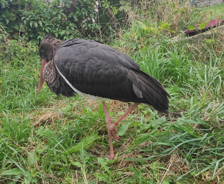 Черного аиста-беглеца заметили в Вачском районе