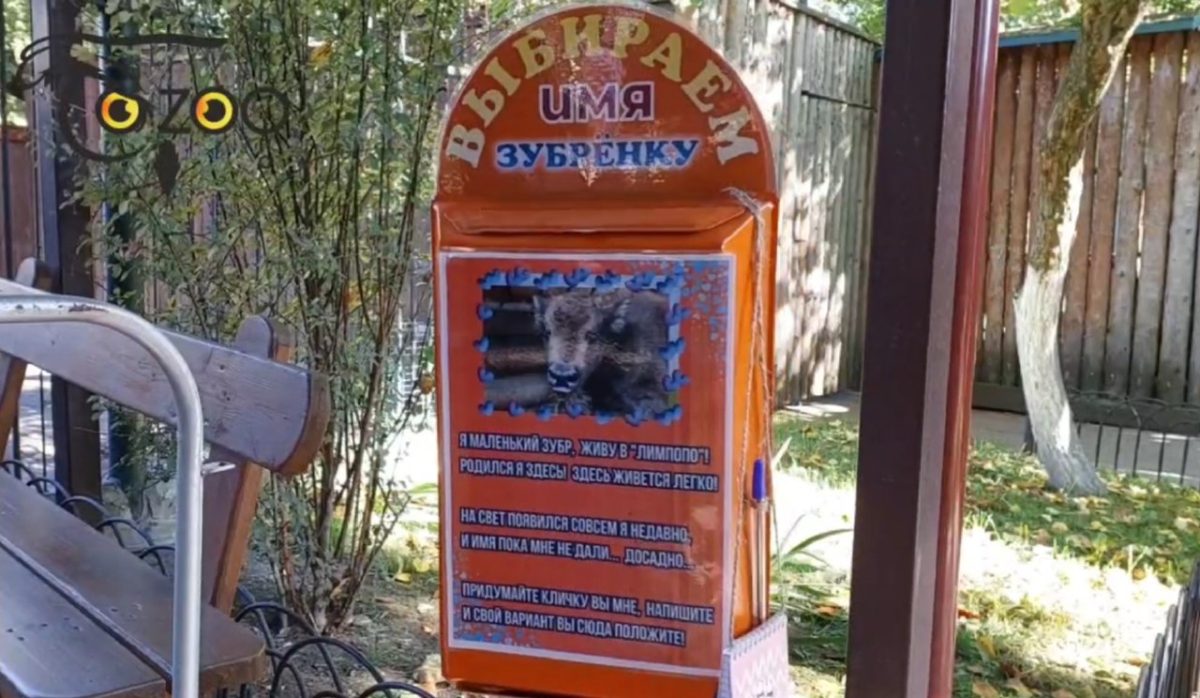 Нижегородцы могут проголосовать за имя зубрёнка в зоопарке «Лимпопо»