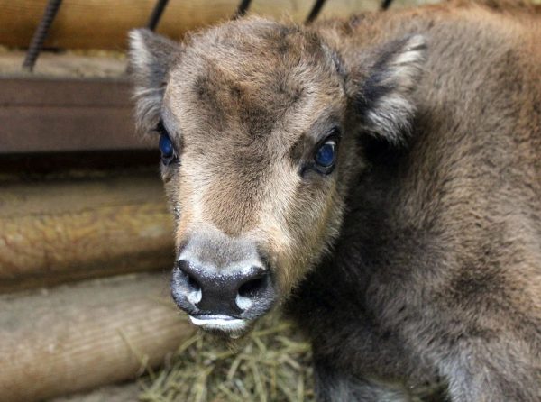 26-килограммовый зубрёнок родился в нижегородском зоопарке «Лимпопо»