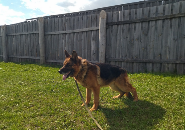 Две служебные собаки Гарольд и Шкода ищут новый дом