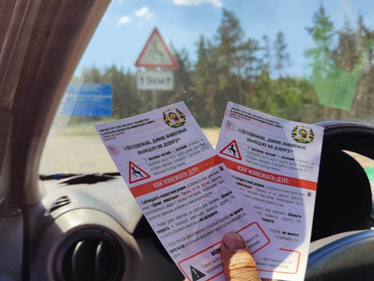 Нижегородский Минлесхоз предупредил водителей о рисках в период гона у лосей