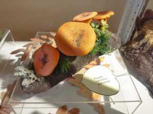 Ольга Севрюгина