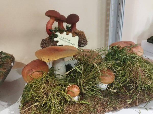 Выставка «На Покровку по грибы!» открылась в Нижнем Новгороде