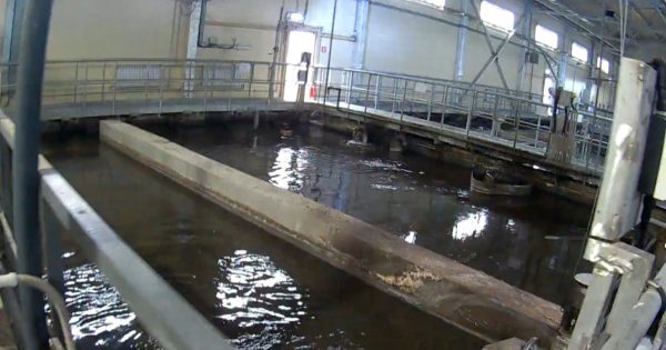 16 экологических нарушений выявили на Ворсменском водоканале