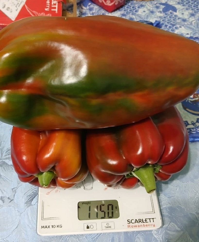 Владимир Махлонов